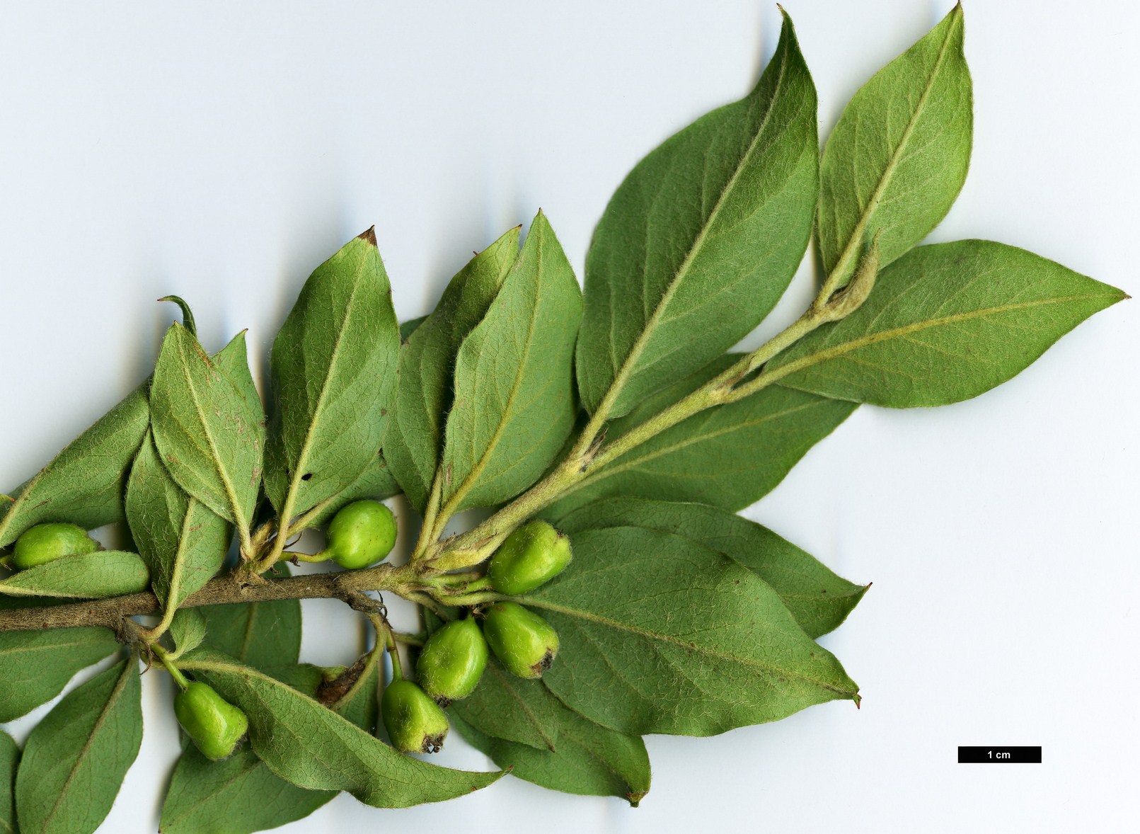 High resolution image: Family: Rosaceae - Genus: Cotoneaster - Taxon: nepalensis